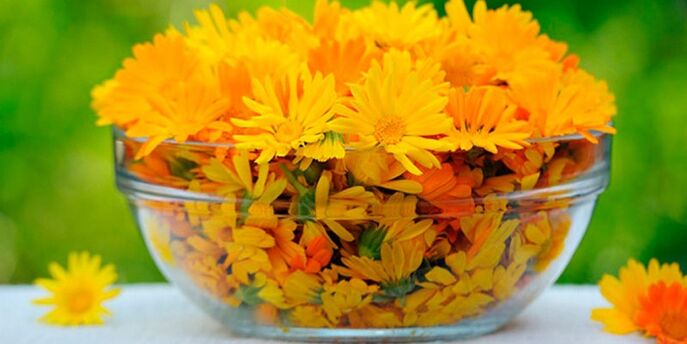 Flores de caléndula para preparar infusión antifúngica